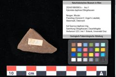 Foto (Objekt + Etikett) von Xylomites daphnes Ettingshausen (NHMW-GEO-2024-0188-0060b)